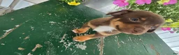 Chihuahua dogs for sale: Tyler - Ad 13