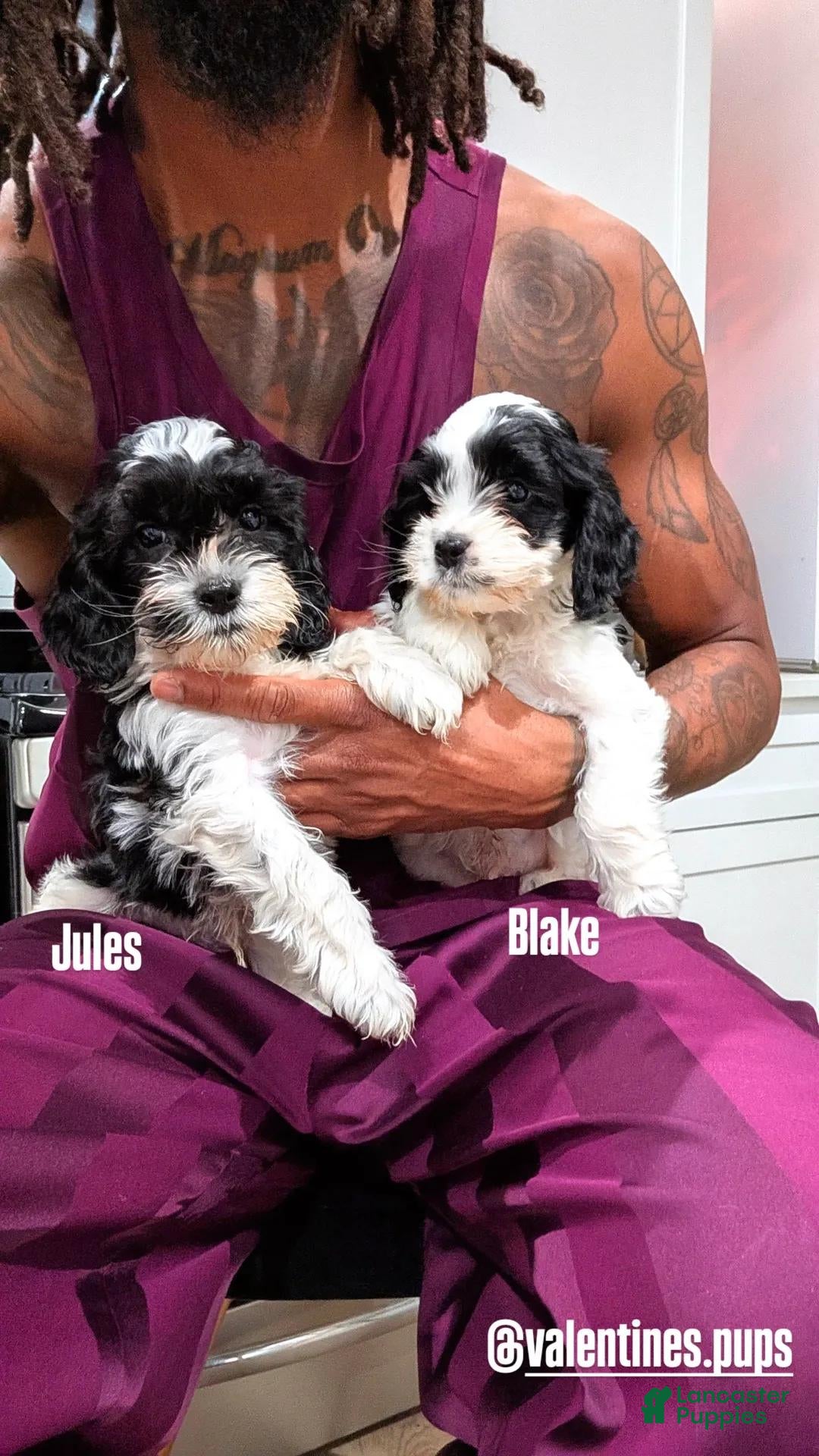 Cockapoo dogs for sale: Blake (F2b) - Ad 1