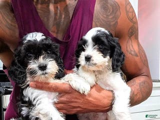 Cockapoo dogs Blake (F2b) - Ad 27