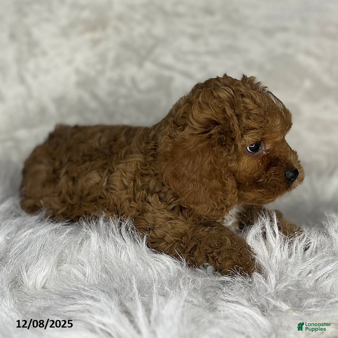 Cavapoo dogs for sale: Eva - Ad 3