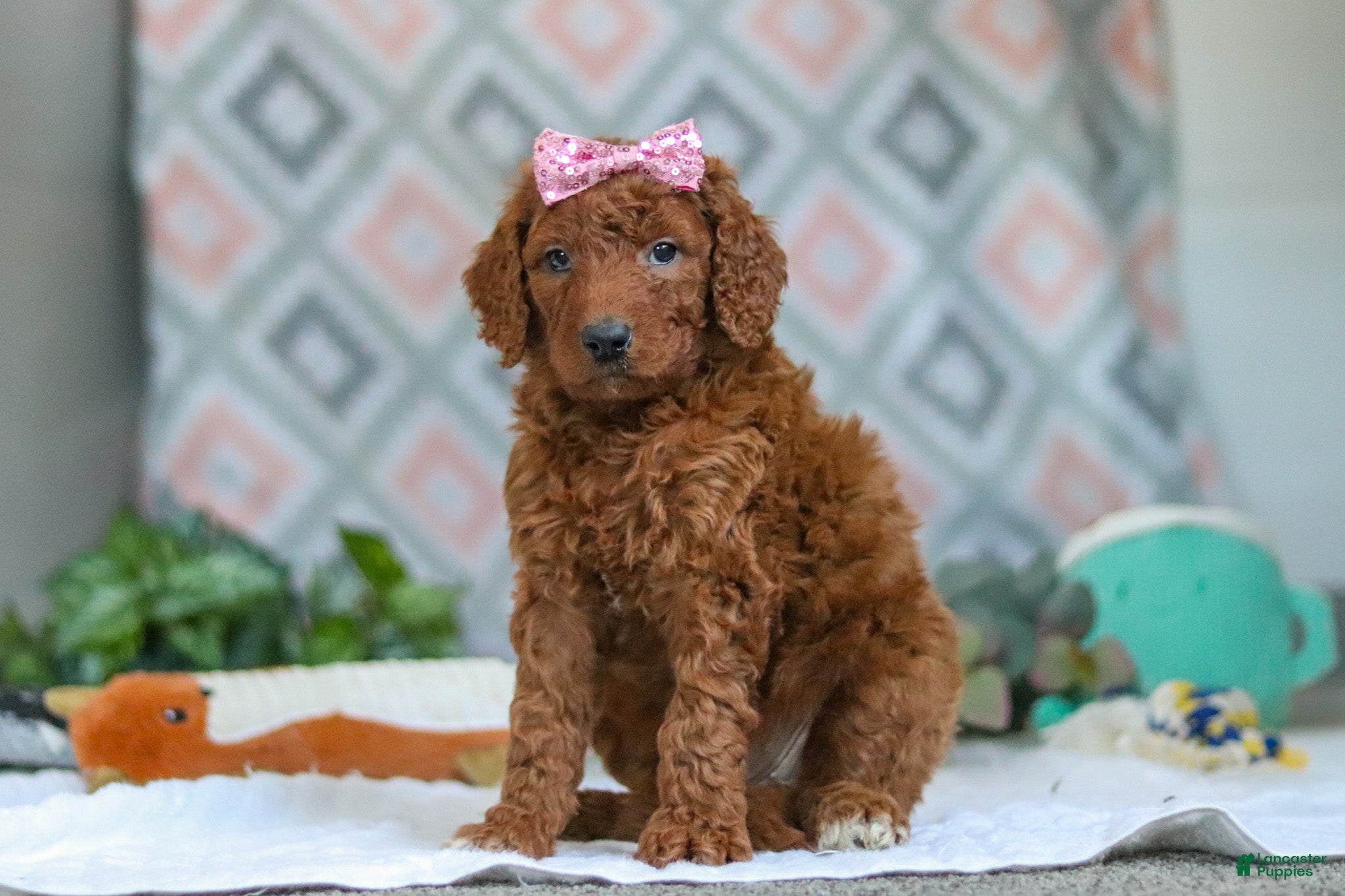 Goldendoodle dogs Bella - Ad 2