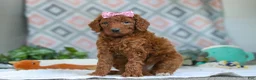 Goldendoodle dogs for sale: Bella - Ad 2
