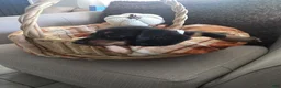 Miniature Dachshund dogs for sale: Cookie - Ad 3