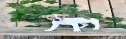 Jack Russell Terrier dogs for sale: Tasha - Ad 4