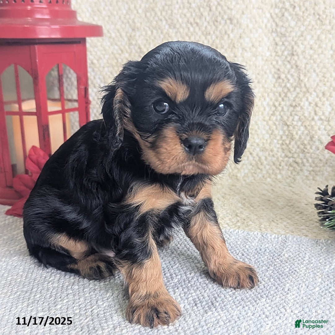 Cavalier King Charles Spaniel dogs for sale: Bell  - Ad 2