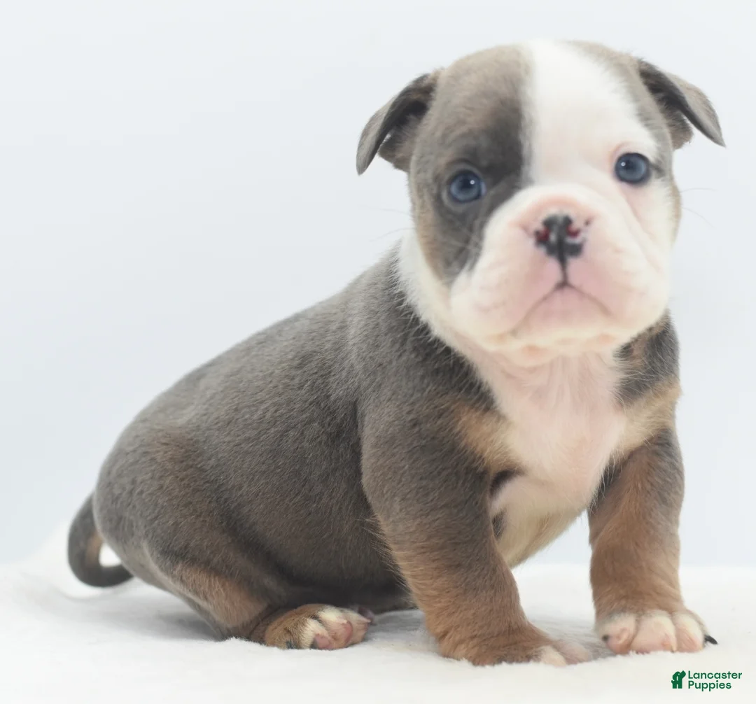 Mixed Breed dogs for sale: Kong bully hybrid  - Ad 4