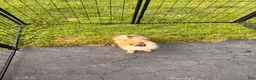 Pomeranian dogs for sale: Winnie - Ad 3