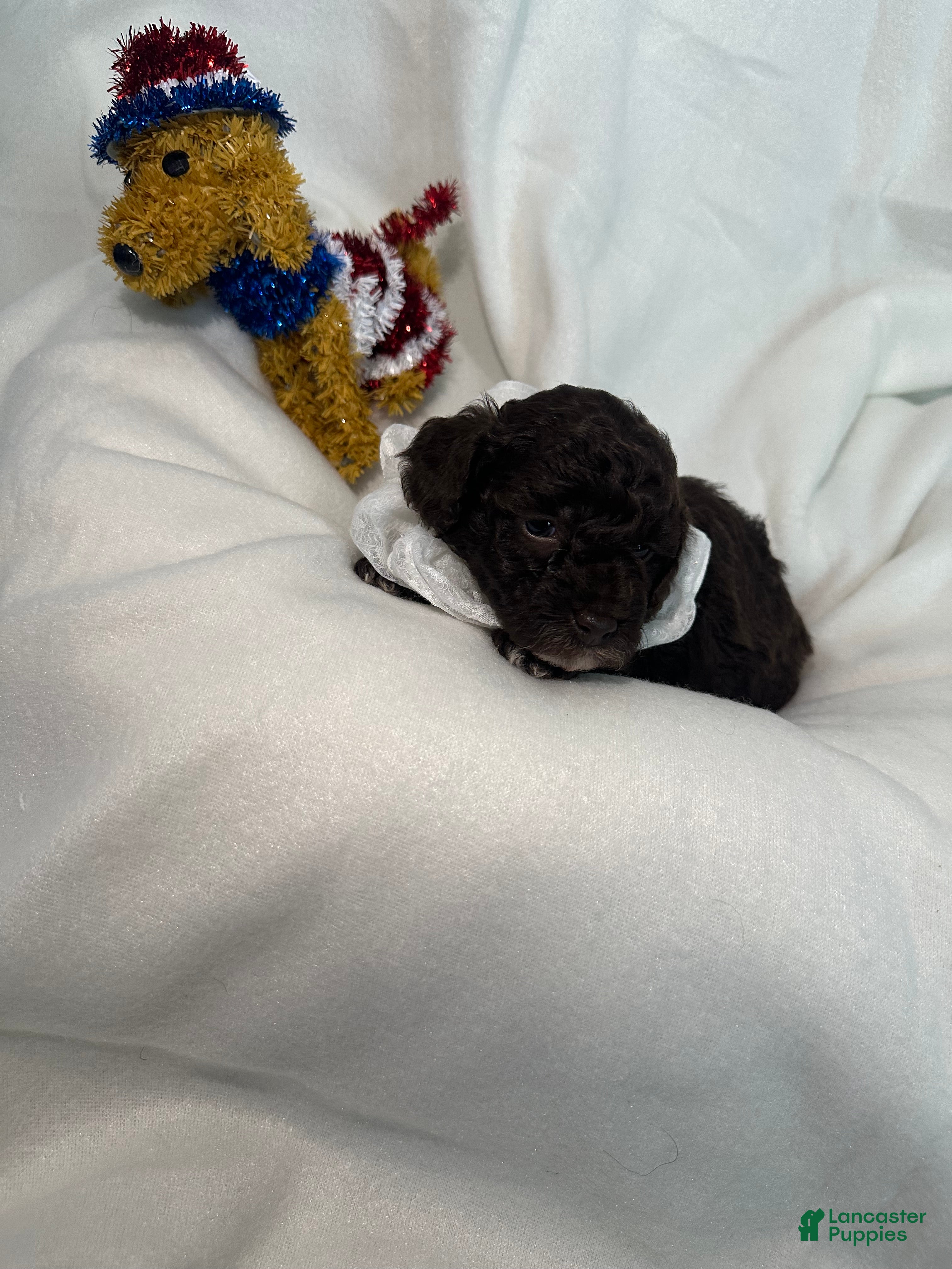 Toy Poodle dogs Toy Poodle 2 - Ad 8
