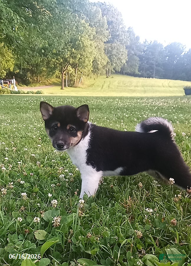 Shiba Inu dogs Wendy - Ad 2