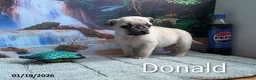Pug dogs for sale: Donald - Ad 7
