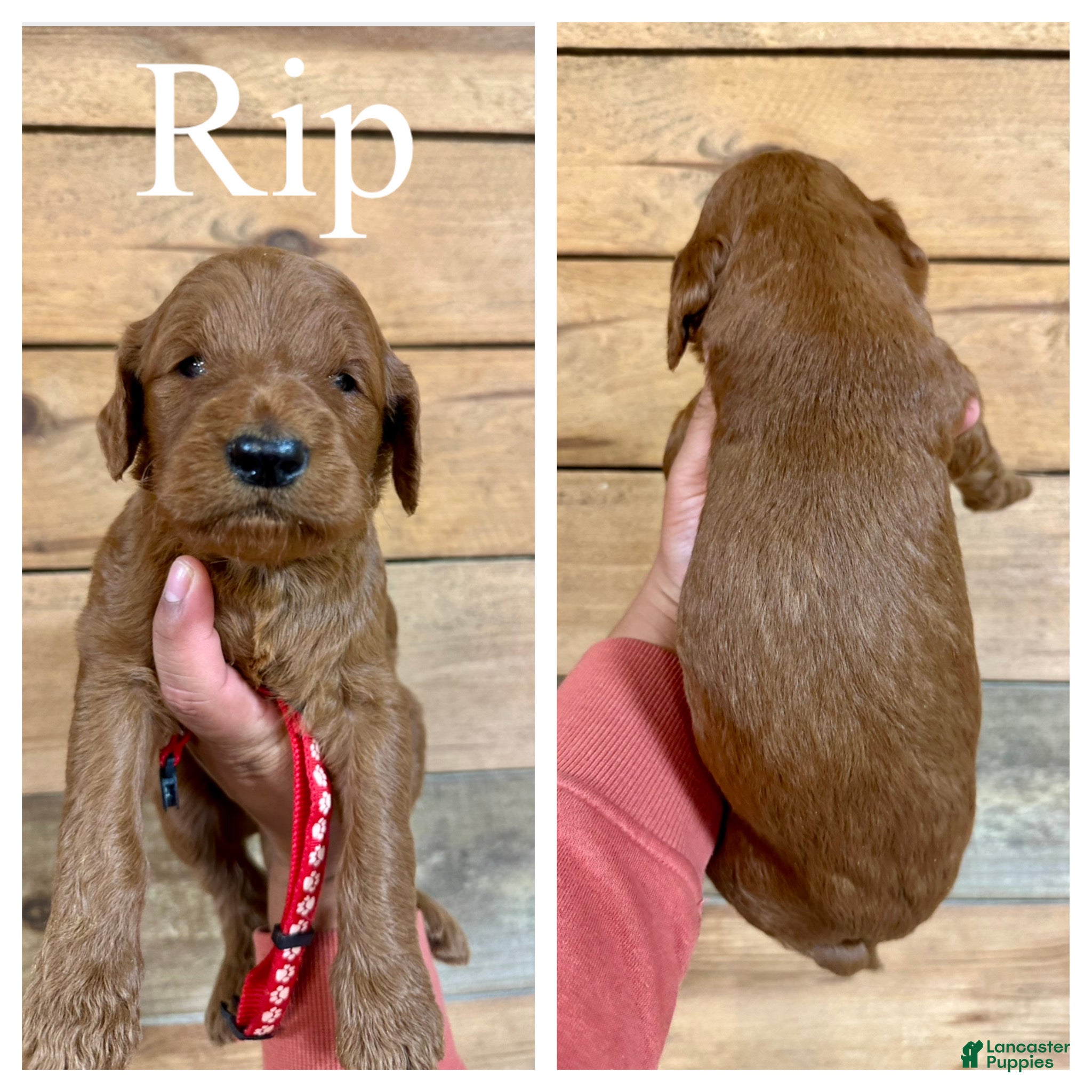 Goldendoodle dogs Rip - Ad 1