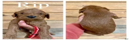 Goldendoodle dogs for sale: Rip - Ad 1