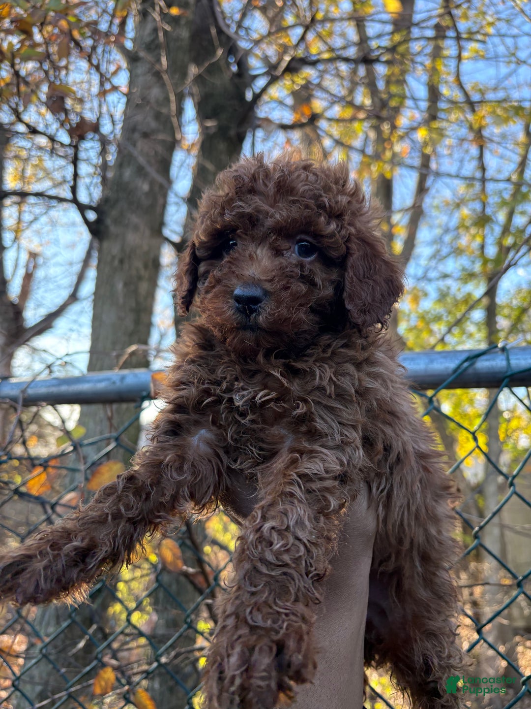 Toy Poodle dogs for sale: TOY TOMMY - Ad 2