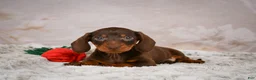 Miniature Dachshund dogs for sale: Sawyer - Ad 5