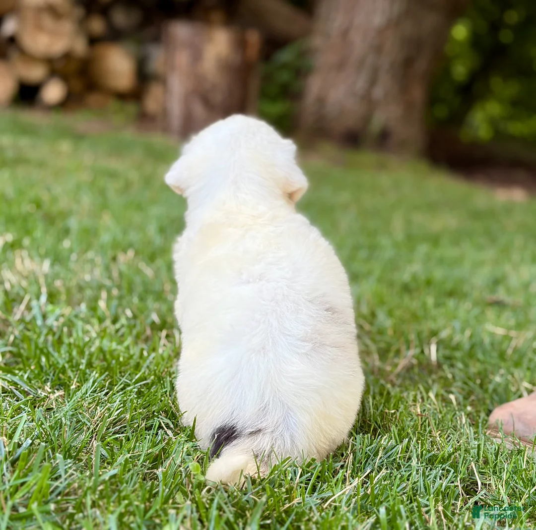 Australian Shepherd dogs for sale: Max - Ad 3