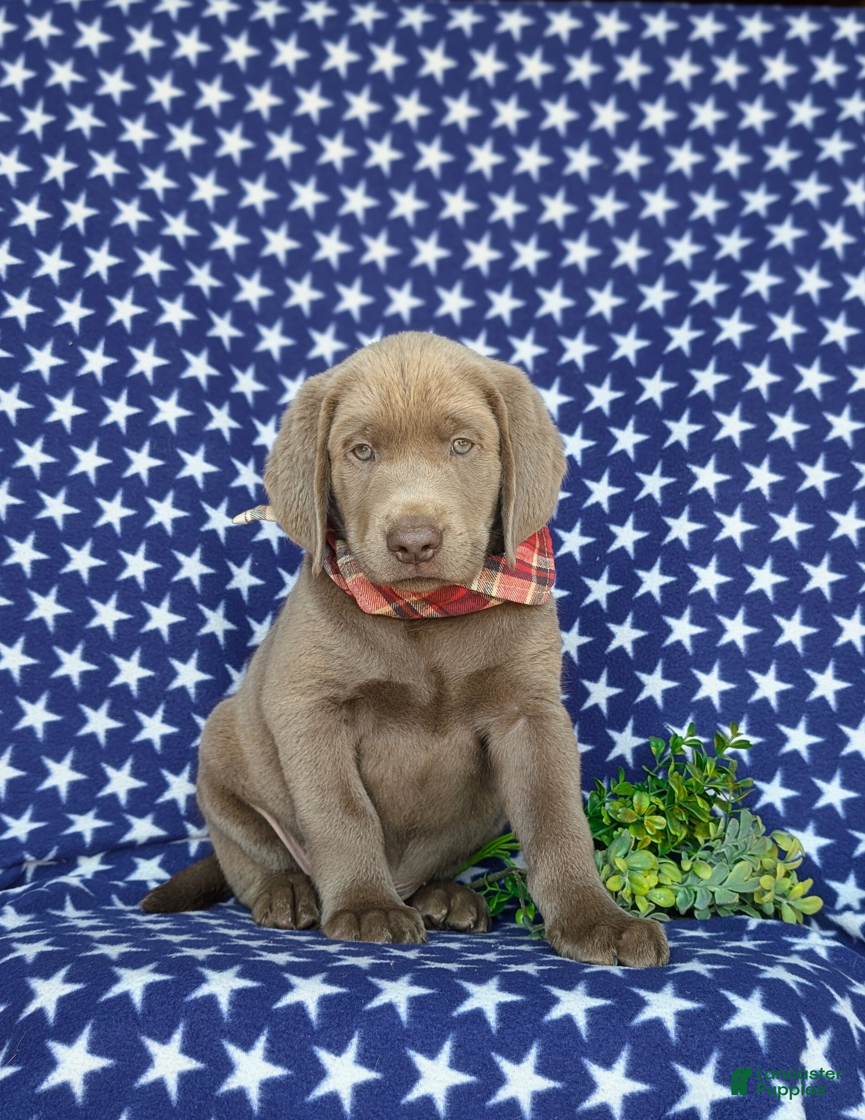 Labrador Retriever dogs Waylon - Ad 1