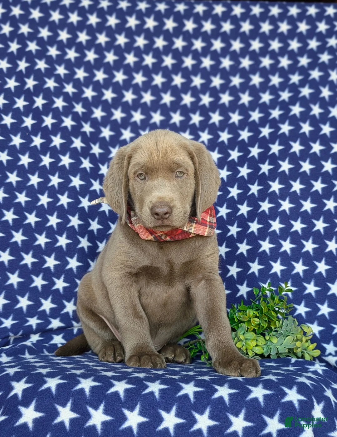 Labrador Retriever dogs for sale: Waylon - Ad 1