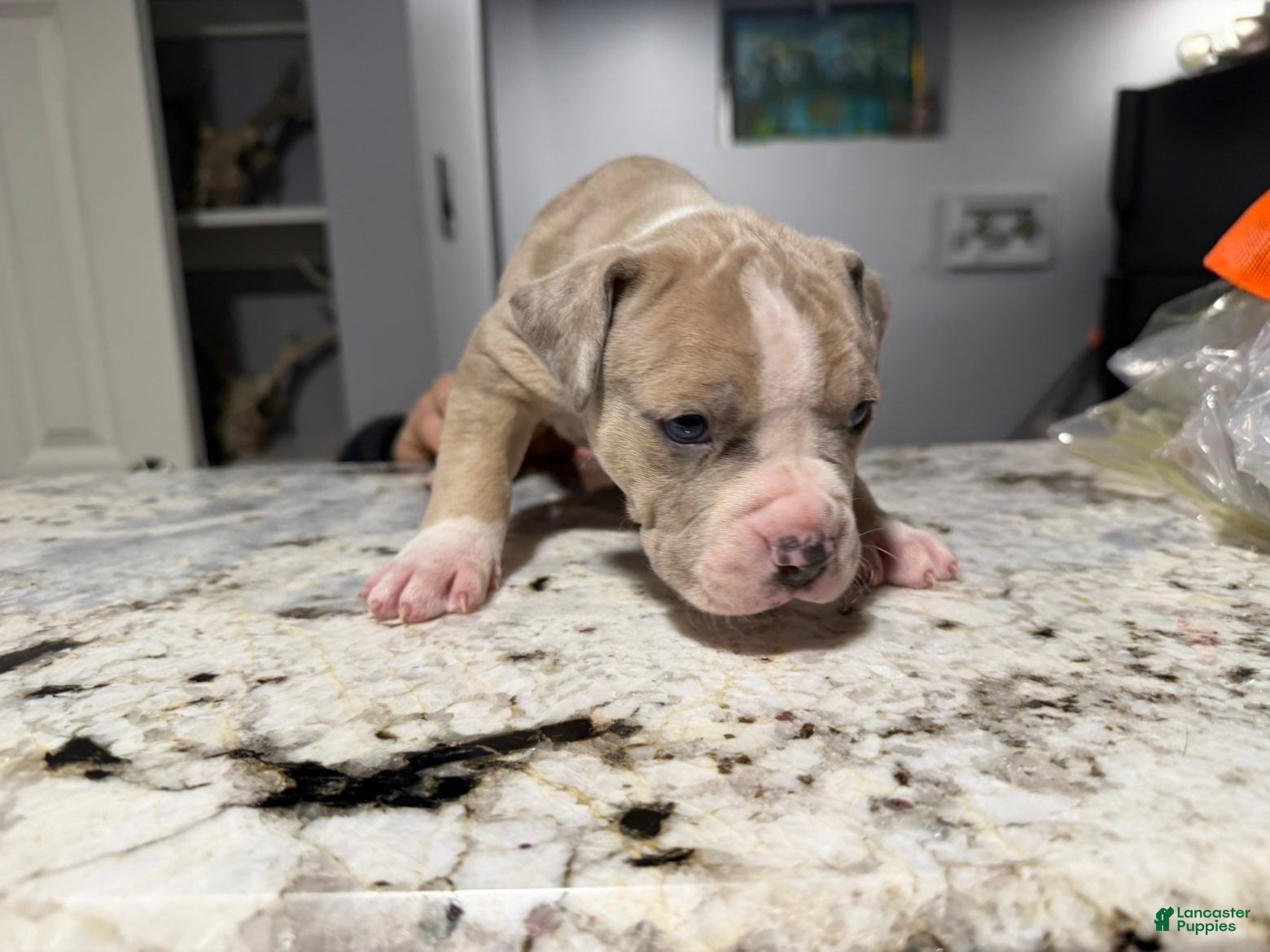 American Bully dogs American Bully Puppy 3 - Ad 30