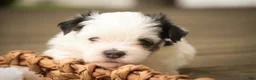 Havanese dogs for sale: Twila Havanese Puppy  - Ad 3