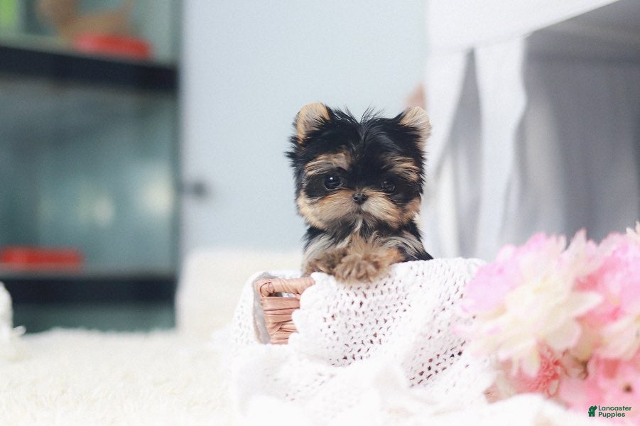 Yorkshire Terrier dogs Yorkshire Terrier Puppy 1 - Ad 18