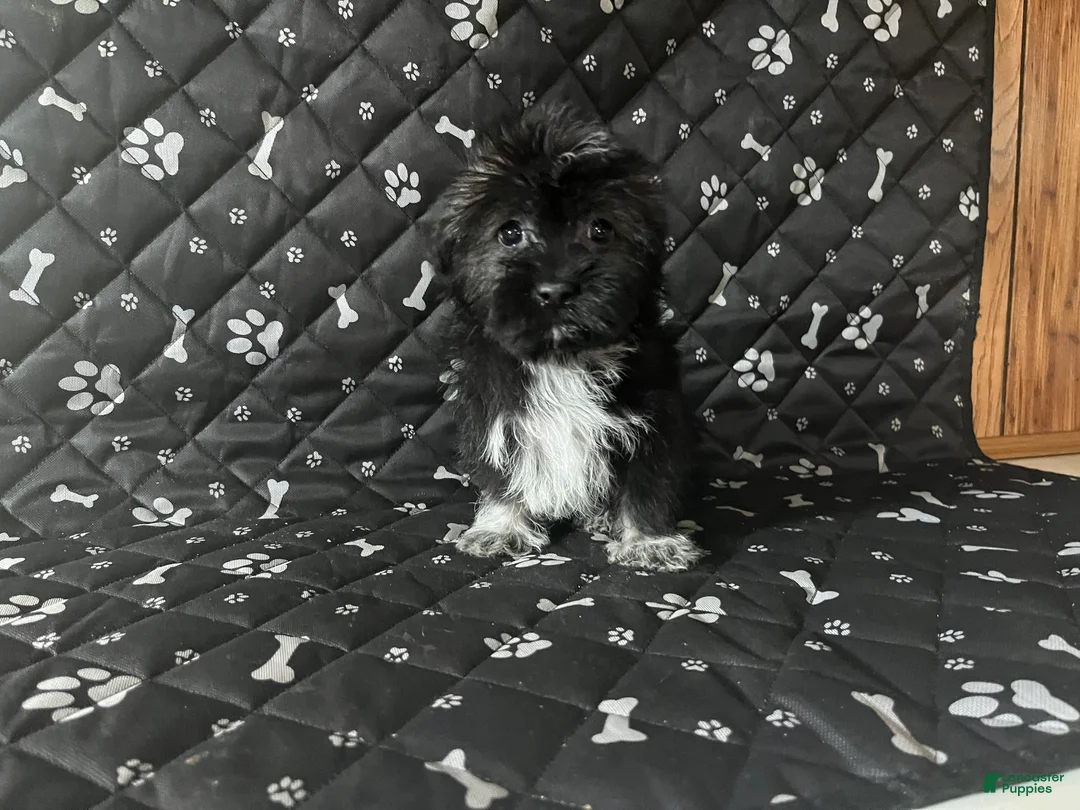 Mixed Breed dogs for sale: Mixed Breed Puppy 4 - Ad 2