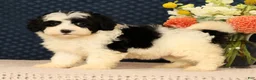 Mini Bernedoodle dogs for sale: Grace - Ad 8