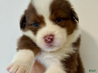 Australian Shepherd dogs - Ad 5