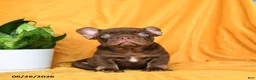 French Bulldog dogs for sale: Rocky - Ad 10