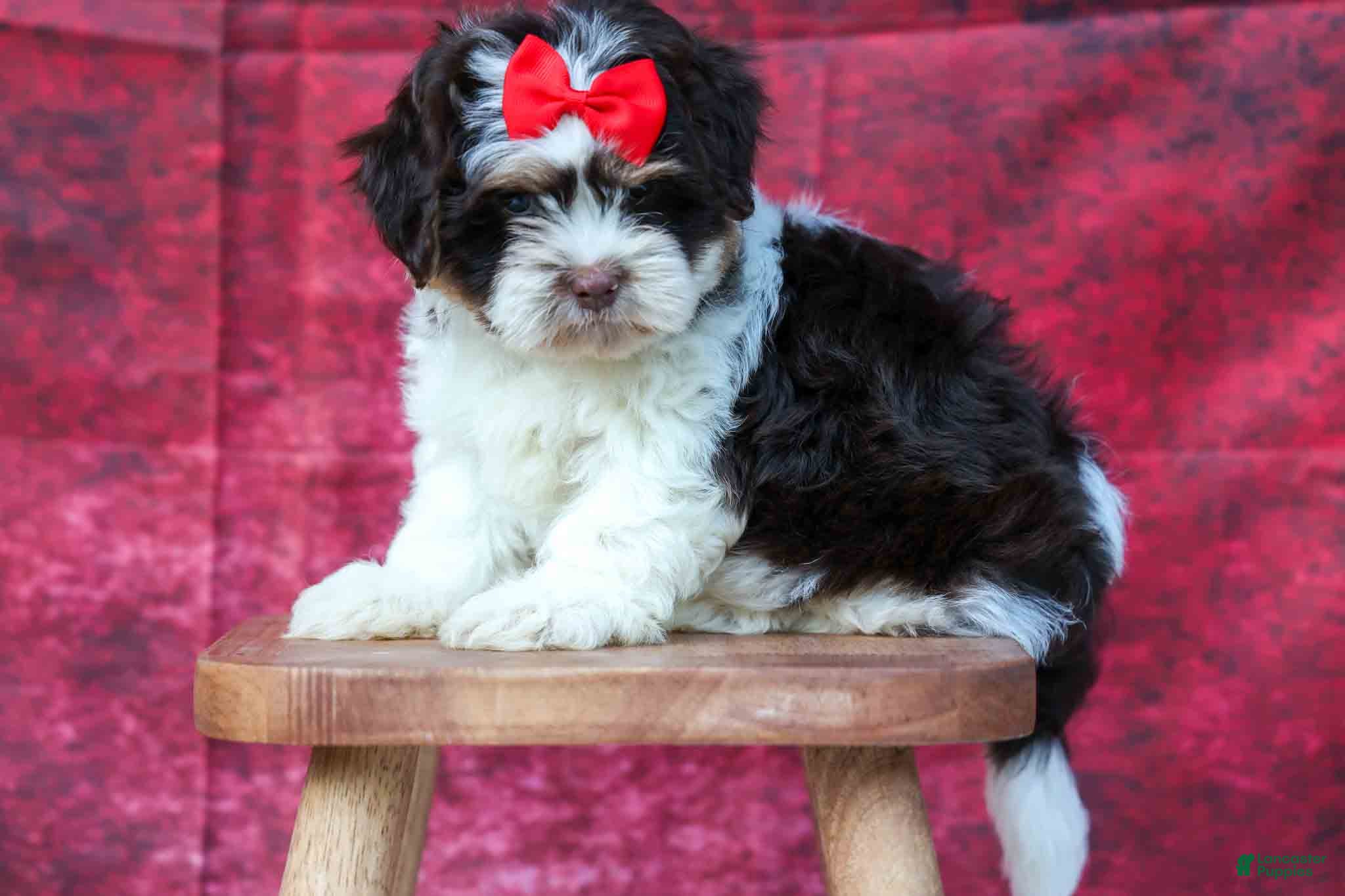 Teddy Bear dogs  Ollie Bear 💙 - Ad 2