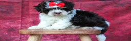 Teddy Bear dogs for sale:  Ollie Bear 💙 - Ad 17