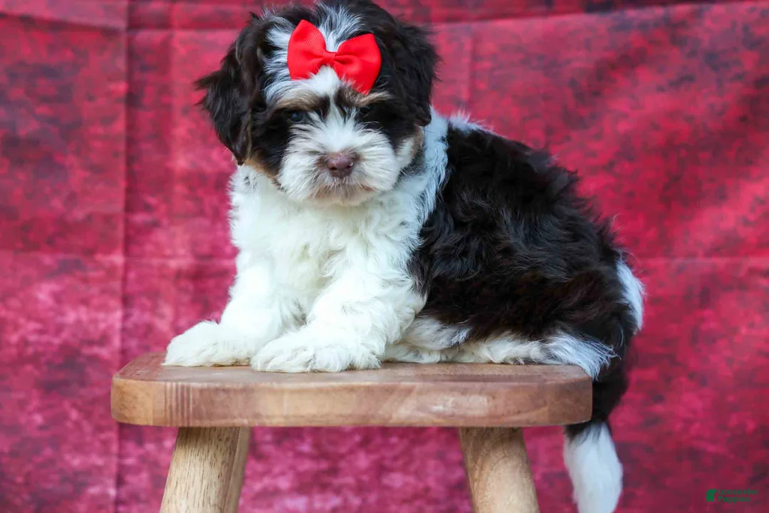 Teddy Bear dogs for sale:  Ollie Bear 💙 - Ad 2