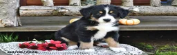 Mixed Breed dogs for sale: Rover - Ad 4