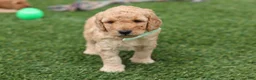 Mini Goldendoodle dogs for sale: Tyrone - Ad 9