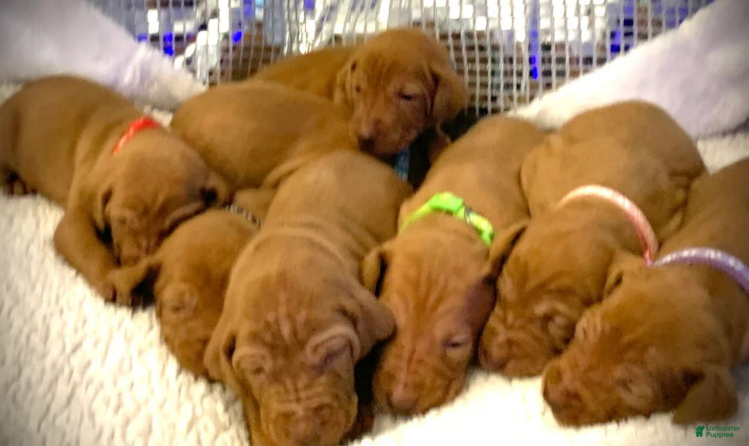 Vizsla dogs for sale: Vizsla Puppy 1 - Ad 5