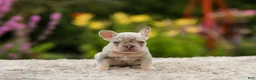 French Bulldog dogs for sale: Hugo - Ad 3
