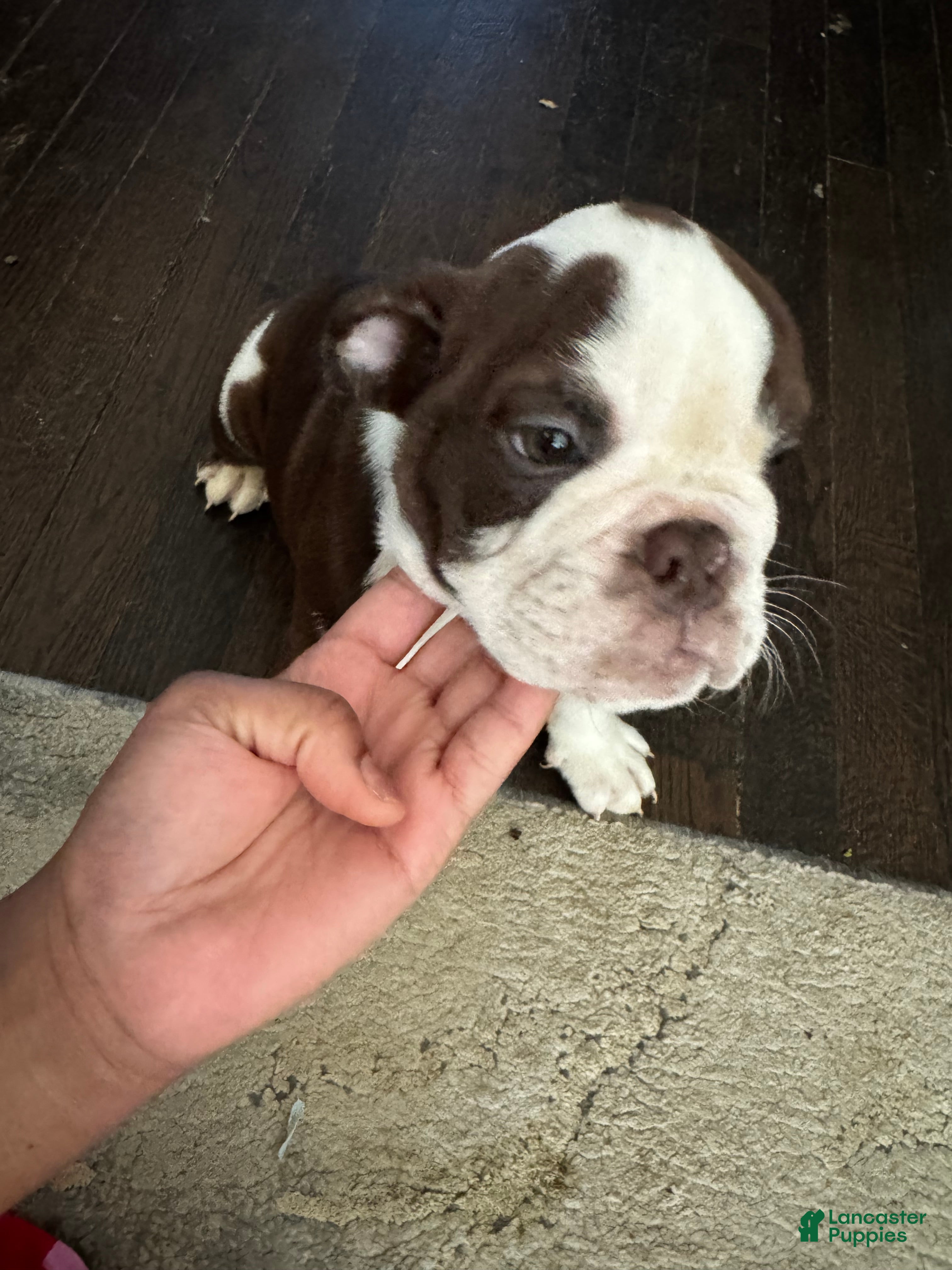 English Bulldog dogs Brownie - Ad 6