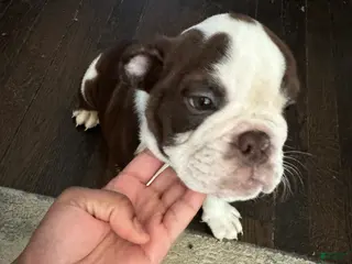 English Bulldog dogs Brownie - Ad 6