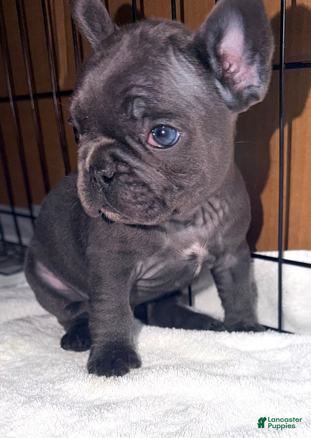 French Bulldog dogs for sale: turbo - Ad 4