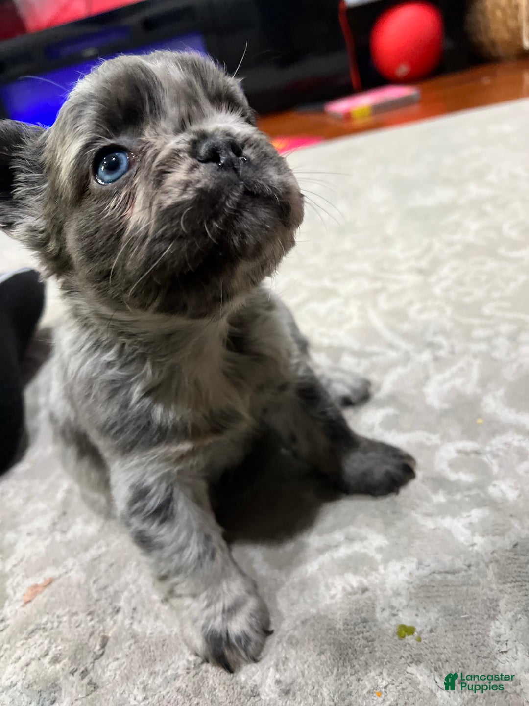 French Bulldog dogs for sale: French Bulldog Puppy 1 - Ad 1