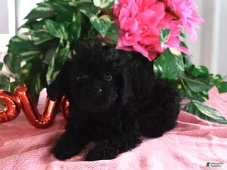 Miniature Poodle dogs for sale: Alice - Ad 2