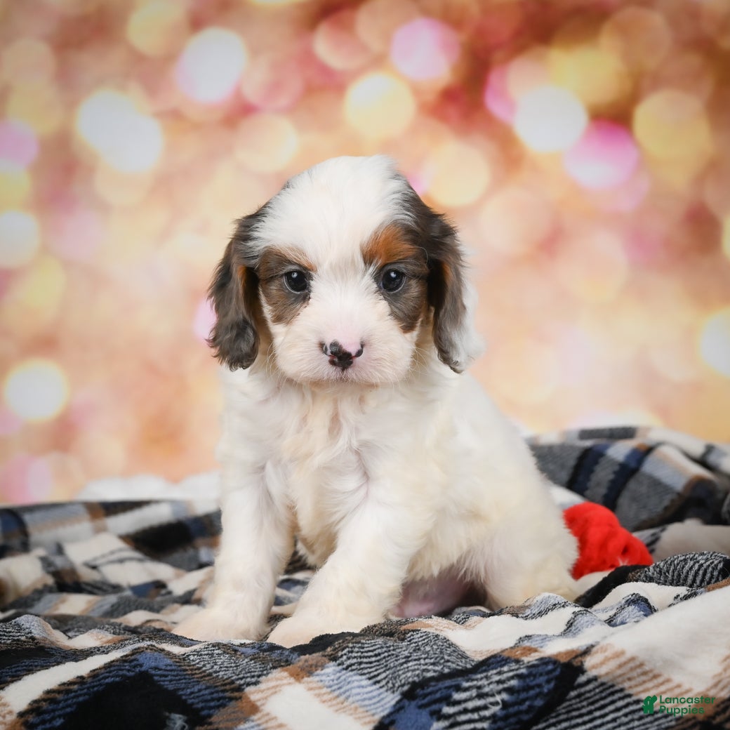 Cavapoo dogs Rowan - Ad 2