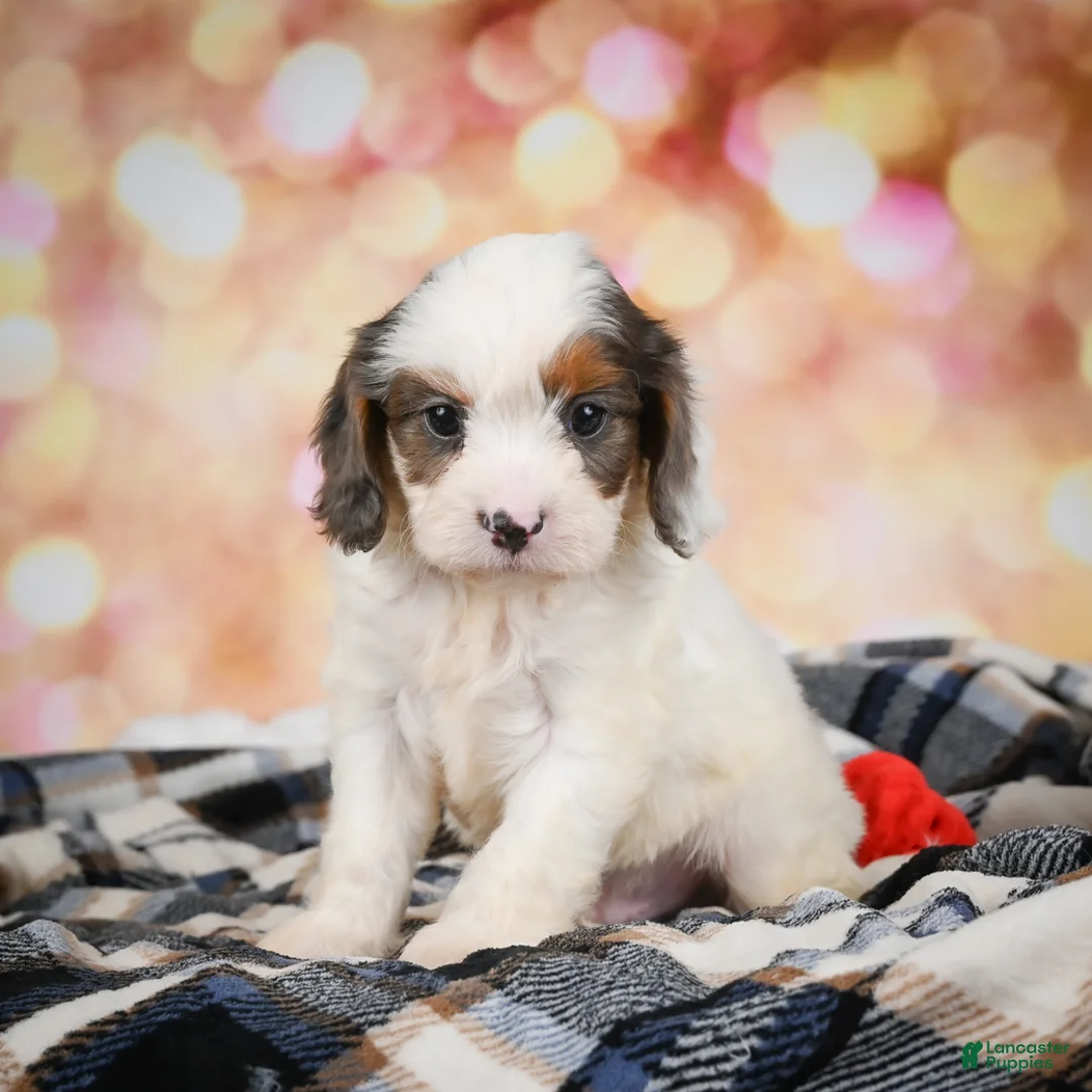 Cavapoo dogs for sale: Rowan - Ad 2