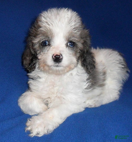 Cockapoo dogs Ringo - Ad 2