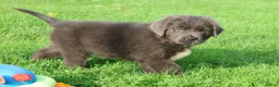 Newfoundland dogs for sale: Durango - Ad 5