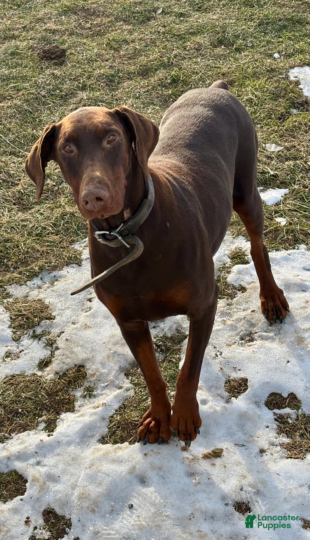 Doberman Pinscher dogs for sale: Rose-Not AMISH  - Ad 6