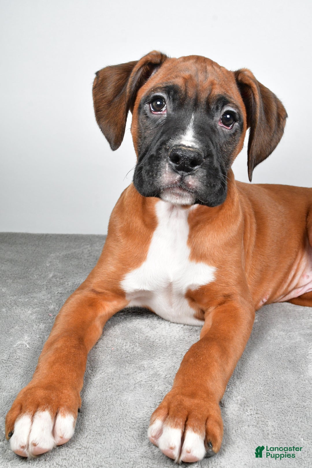 Boxer dogs for sale: Adam - Ad 5