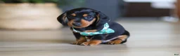 Miniature Dachshund dogs for sale: Luca - Ad 5