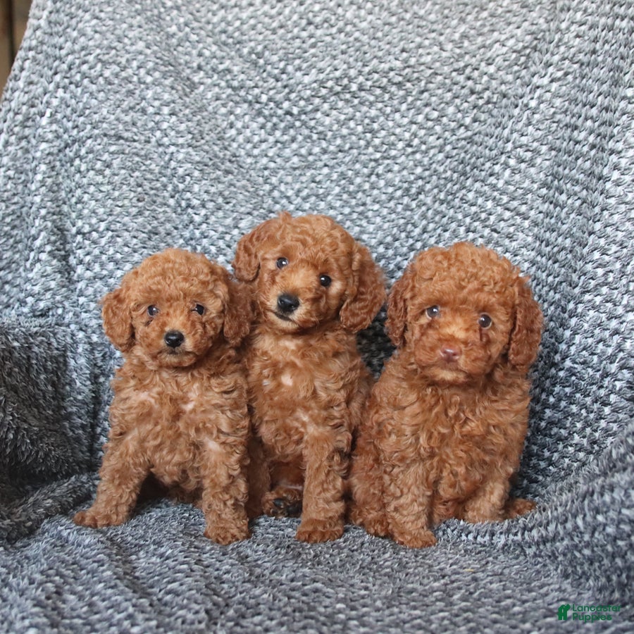 Miniature Poodle dogs Percy - Ad 2