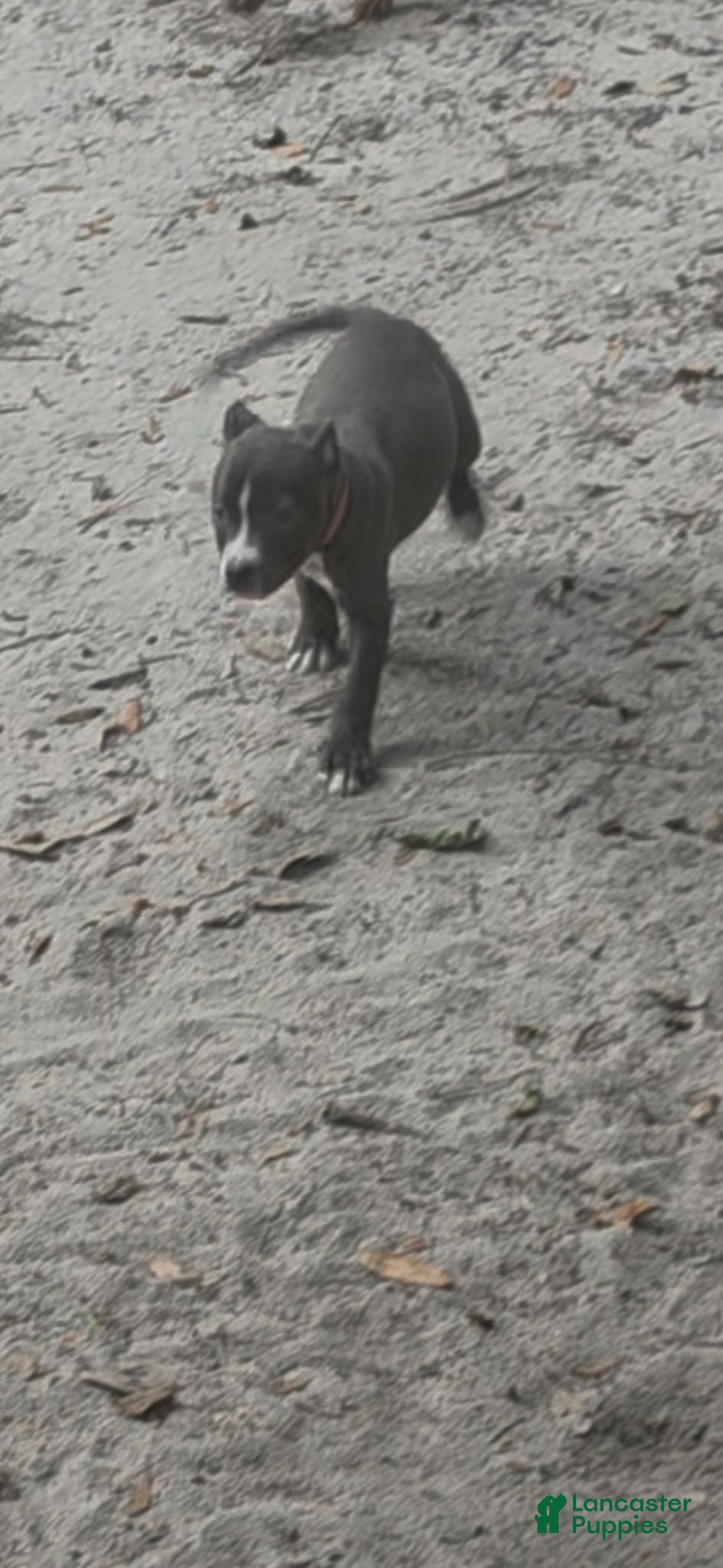 American Pit Bull Terrier dogs American Pit Bull Terrier 2 - Ad 1