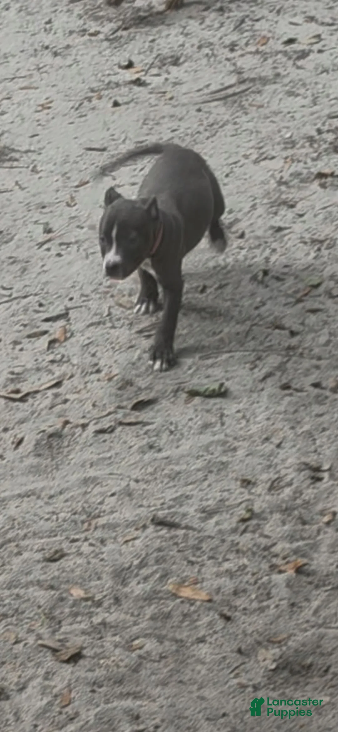 American Pit Bull Terrier dogs for sale: American Pit Bull Terrier 2 - Ad 1